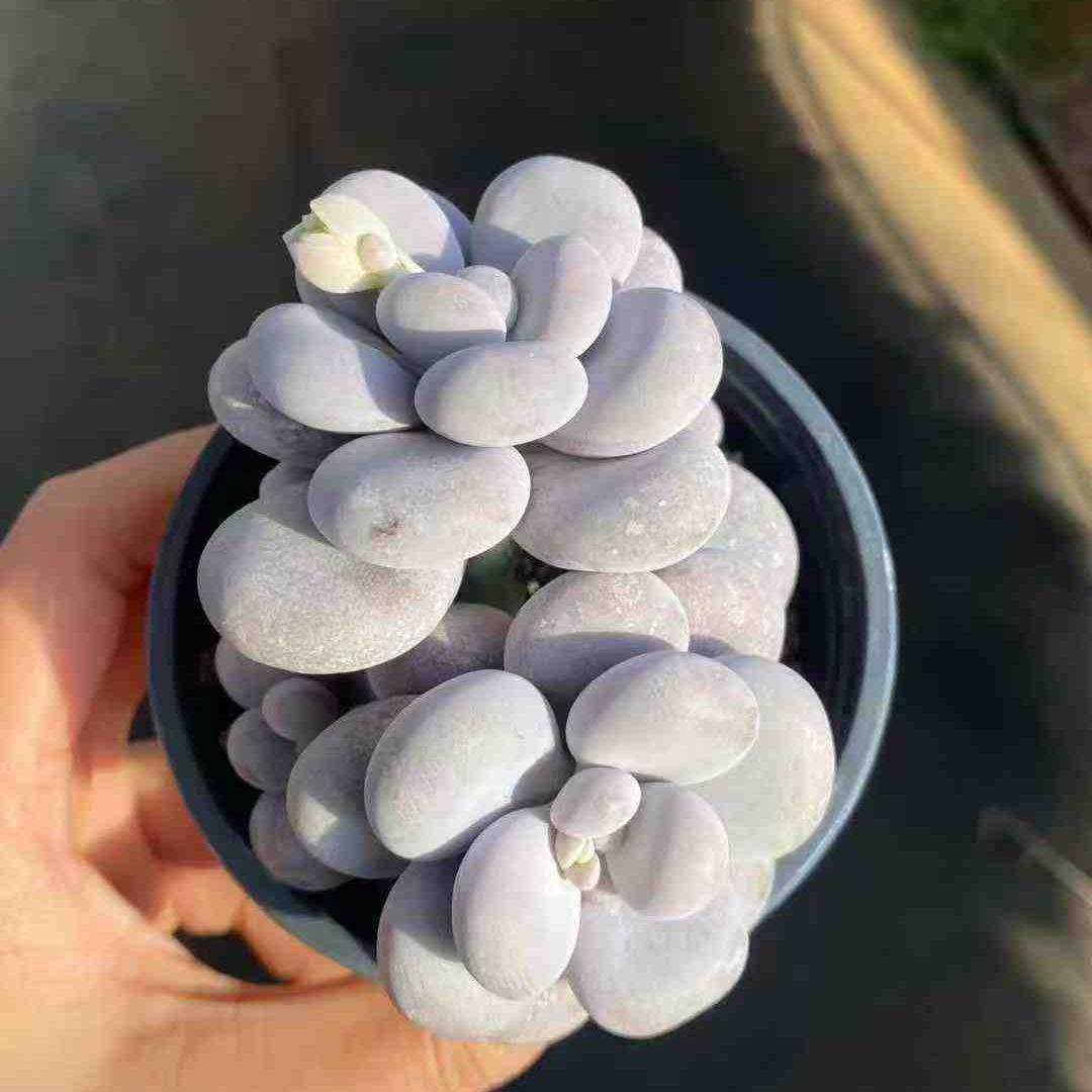 360016 Echeveria Original Cheez (9cm pot size)