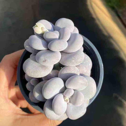 360016 Echeveria Original Cheez (9cm pot size)