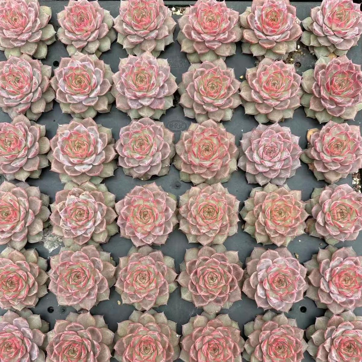 22628 Echeveria Virgo (5cm pot size)