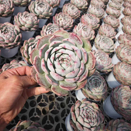 25194 Echeveria Chihuahuaensis (12cm pot size)