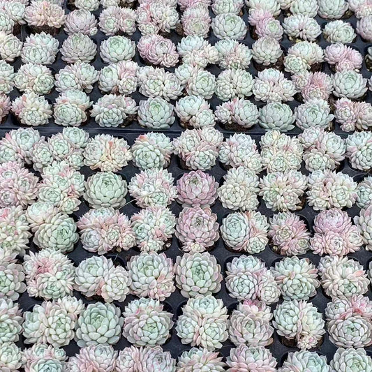 220769 Echeveria Ball of Fat (3cm pot size)