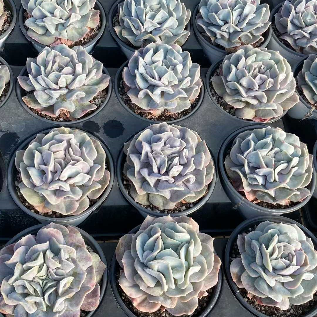 21923 Echeveria Cloud Fairy (12.5cm pot size)