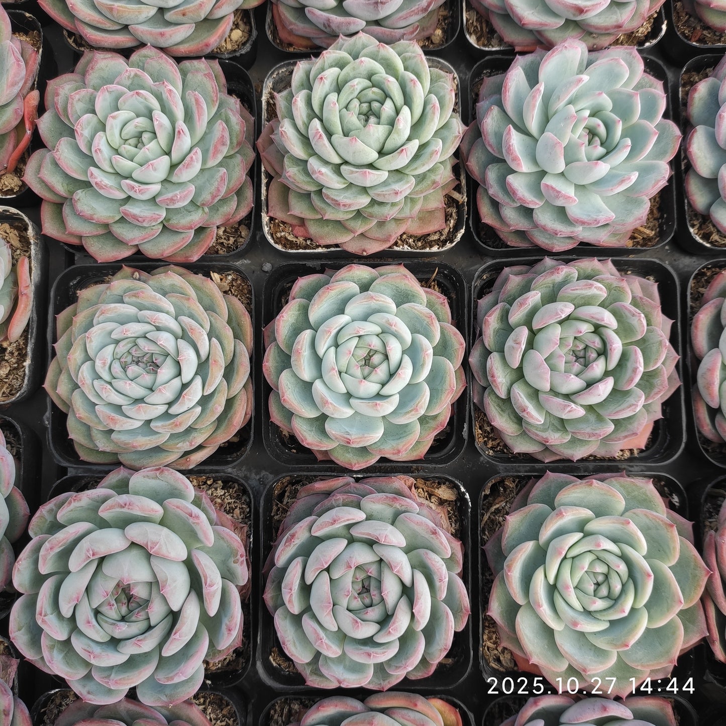 20158 Echeveria Water Dream Hyb (7cm pot size)