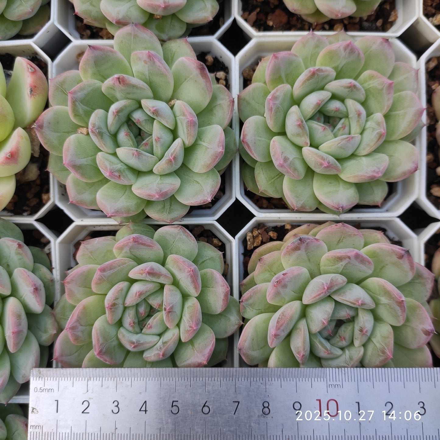 21816 Echeveria Jenny Hyb (7cm pot size)