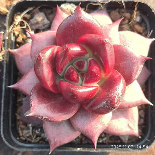 T0398 Echeveria Aquarias (6cm pot size)