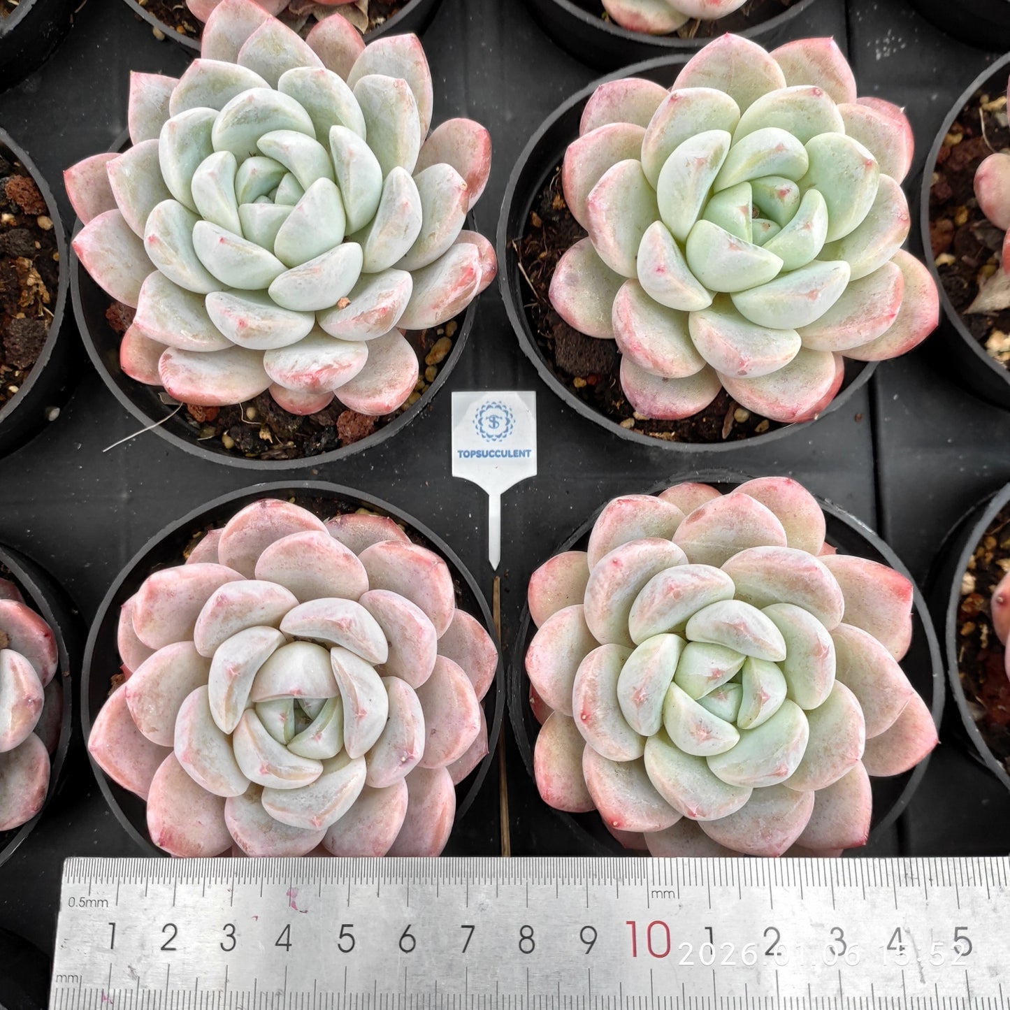 20792 Echeveria Thick Monroe (7cm pot size)