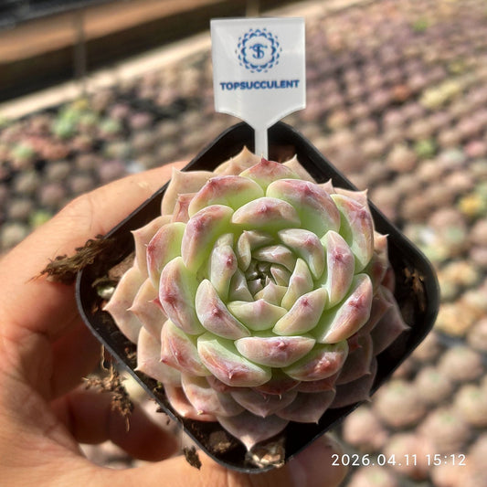 361483 Echeveria Frost Glow (6.5cm pot size)