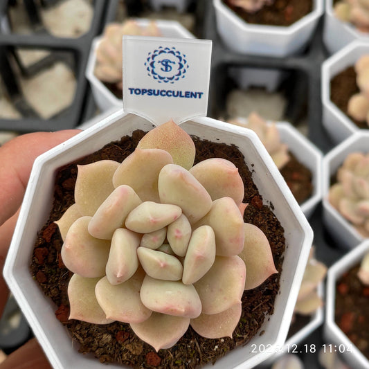 15265 Echeveria Super Milk (7cm pot size)