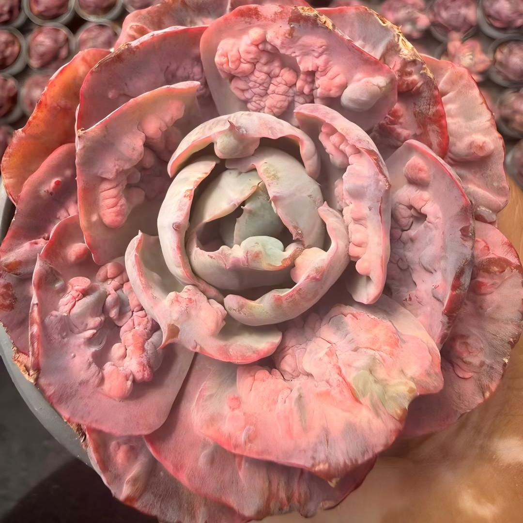 25943 Echeveria Rain Drops Variegated (9cm pot size)