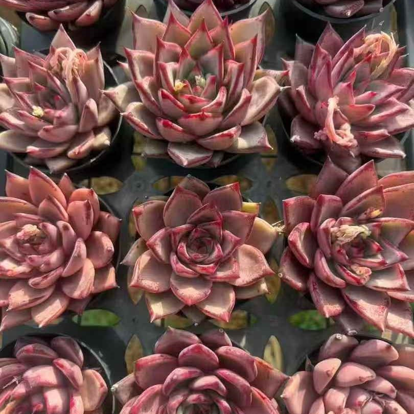 24066 Echeveria Blood Romeo (9cm pot size)