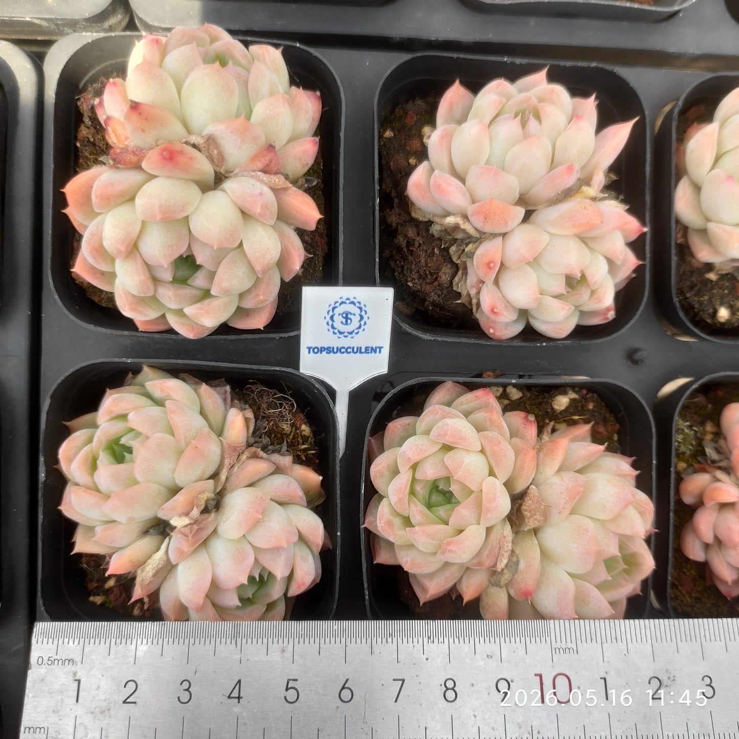 362342 Echeveria Cream Claw (6.5cm pot size)