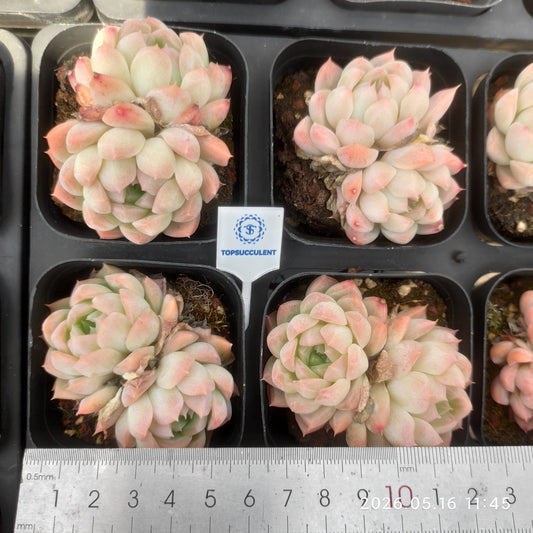 362342 Echeveria Cream Claw (6.5cm pot size)