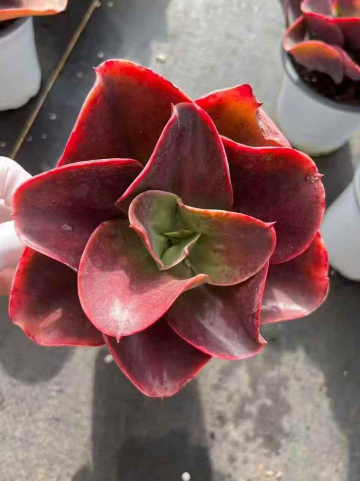 263461 Echeveria Red Glass (12cm pot size)
