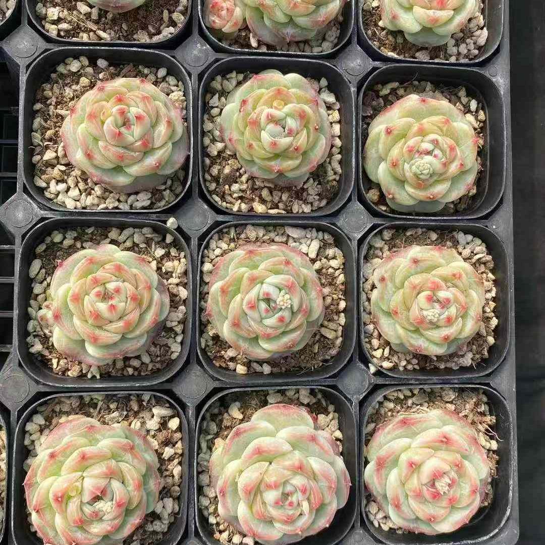 360419 Echeveria Sticky Rice (6.3cm pot size)