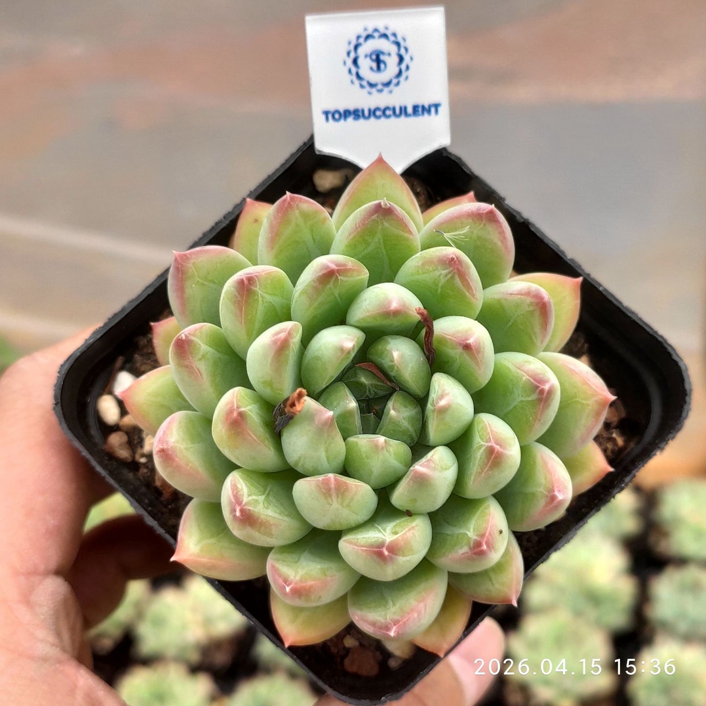 361634 Echeveria Treasure Jadeite Beauty (7cm pot size)