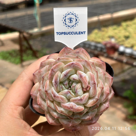 361424 Echeveria Monroe Charm (6.5cm pot size)
