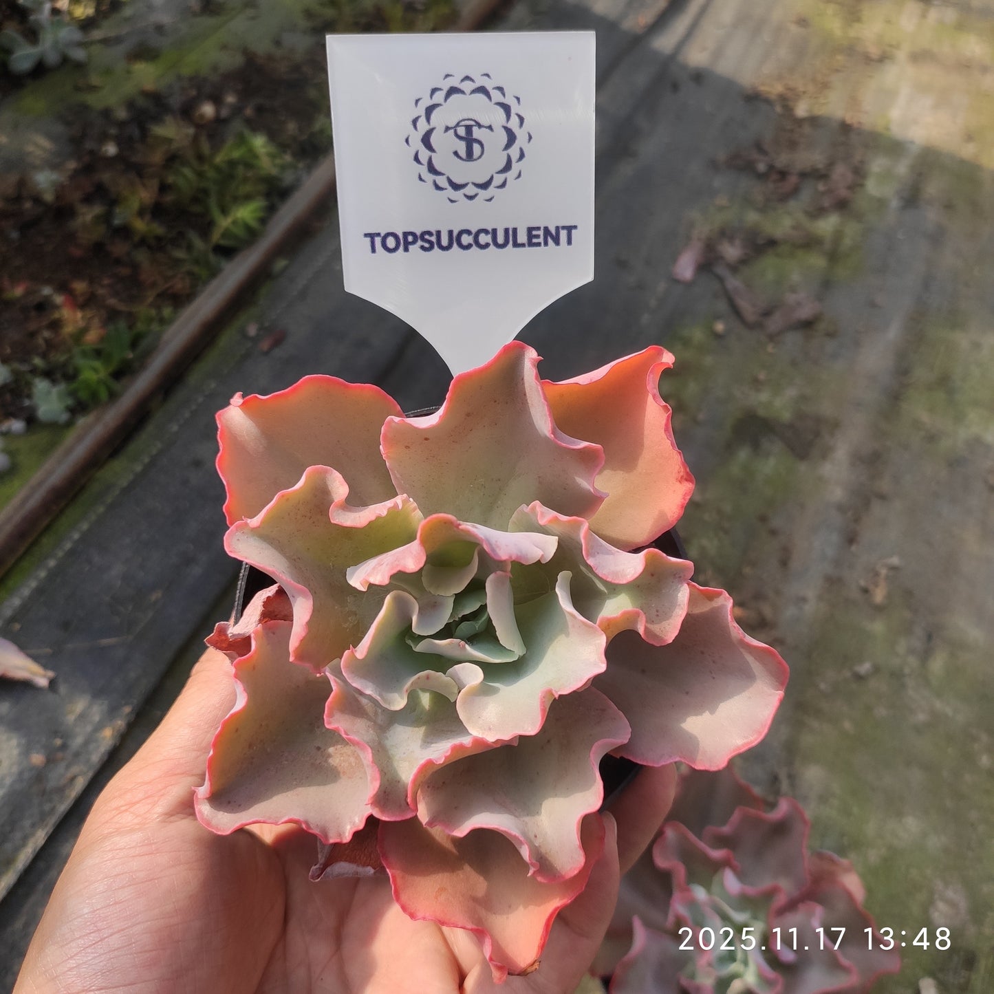 7177 Echeveria cv. Takasagonookina (11cm pot size)