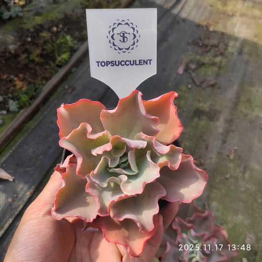 7177 Echeveria cv. Takasagonookina (11cm pot size)
