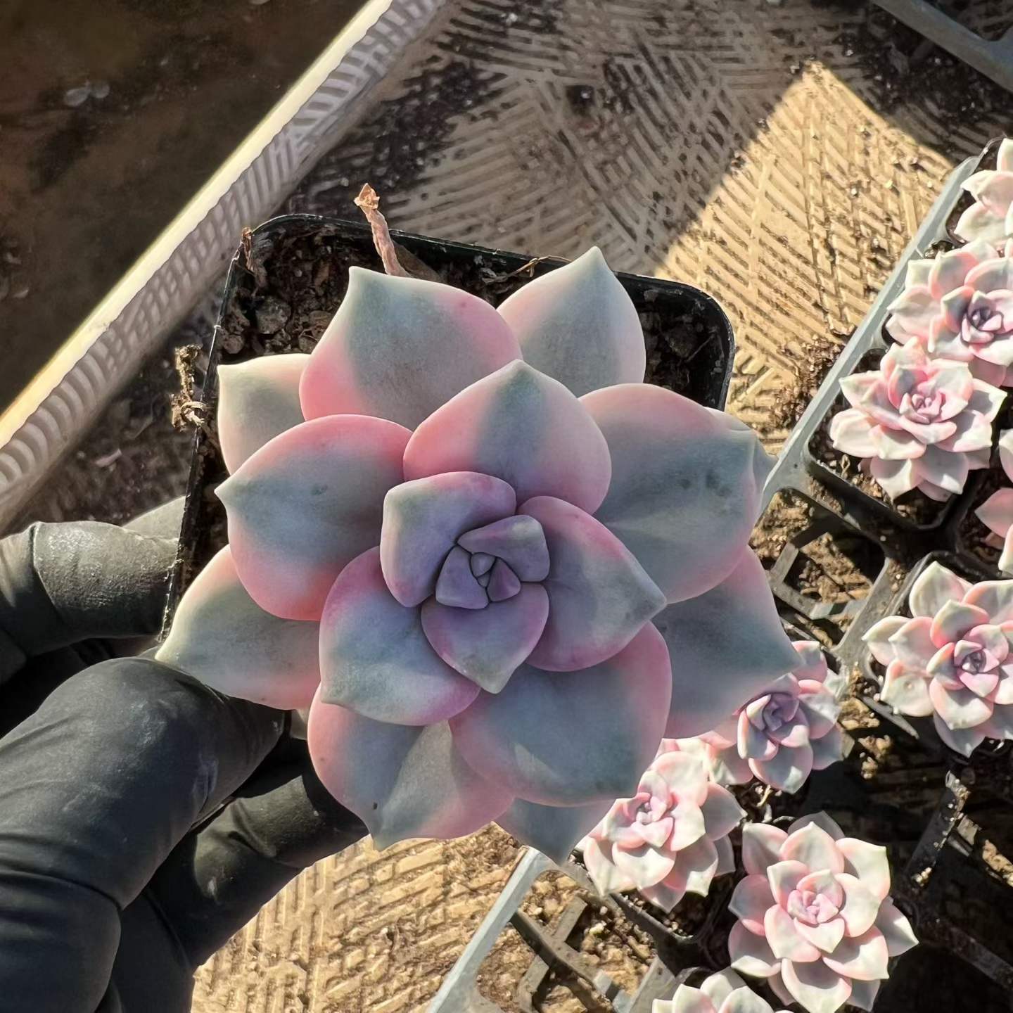 22327 Echeveria Snow White Variegated (7cm pot size)