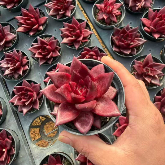 24965 Echeveria Robin (9cm pot size)