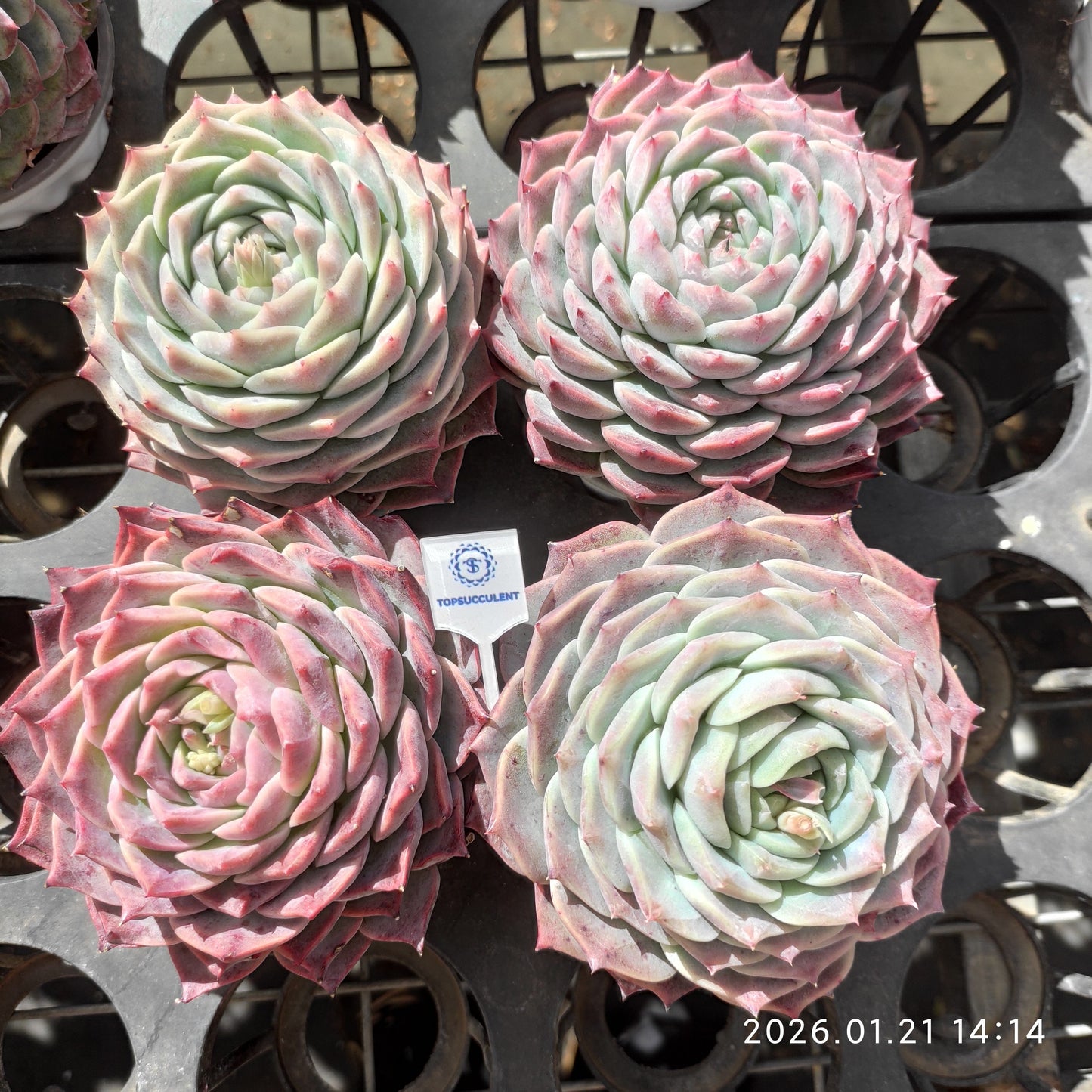 25116 Echeveria Fairy Peach (9cm pot size)
