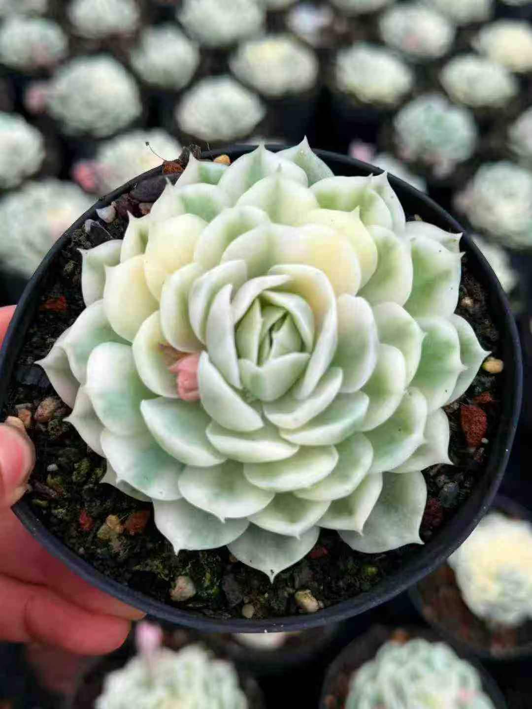 20260326 Echeveria Update – TOPSUCCULENT