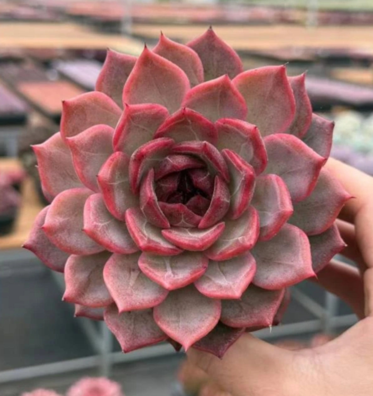 21130 Echeveria Sakuragi (10cm pot size)