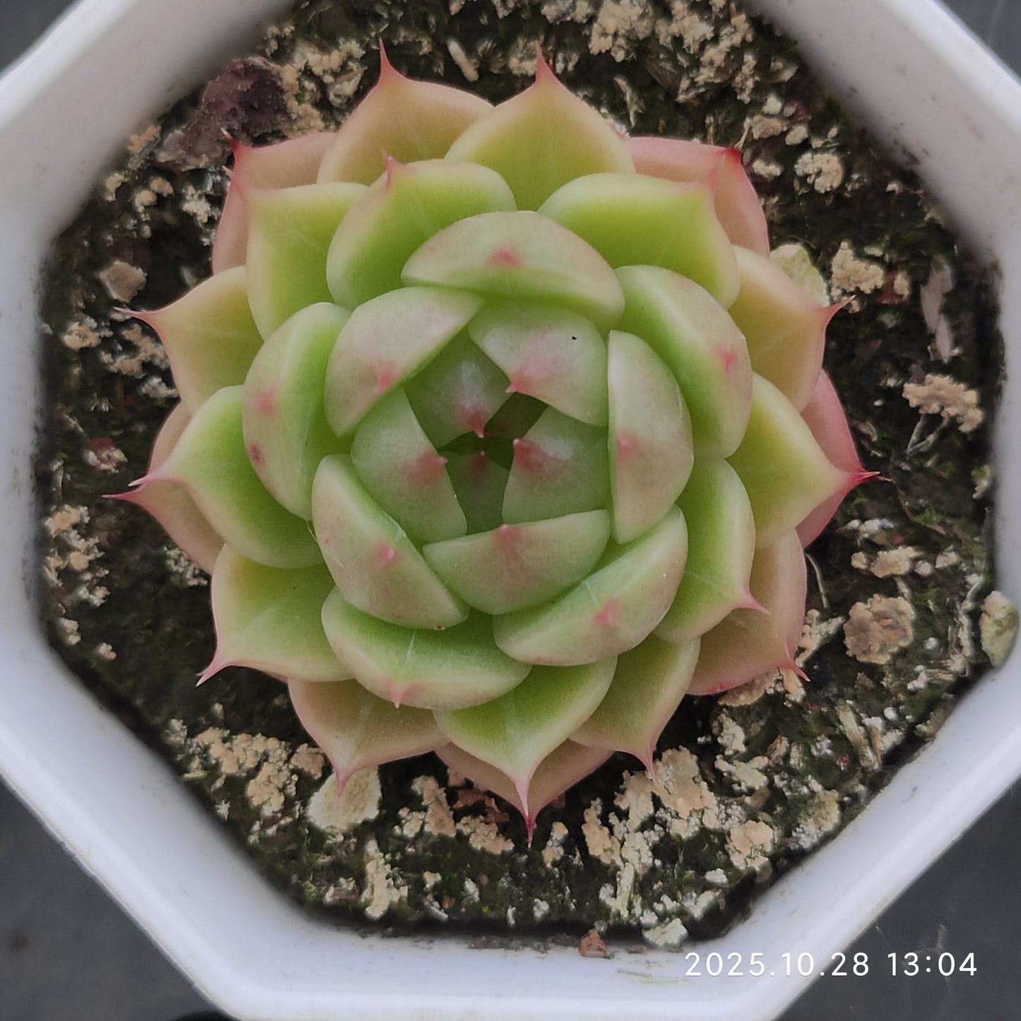 16087 Echeveria Blueprint (7cm pot size)