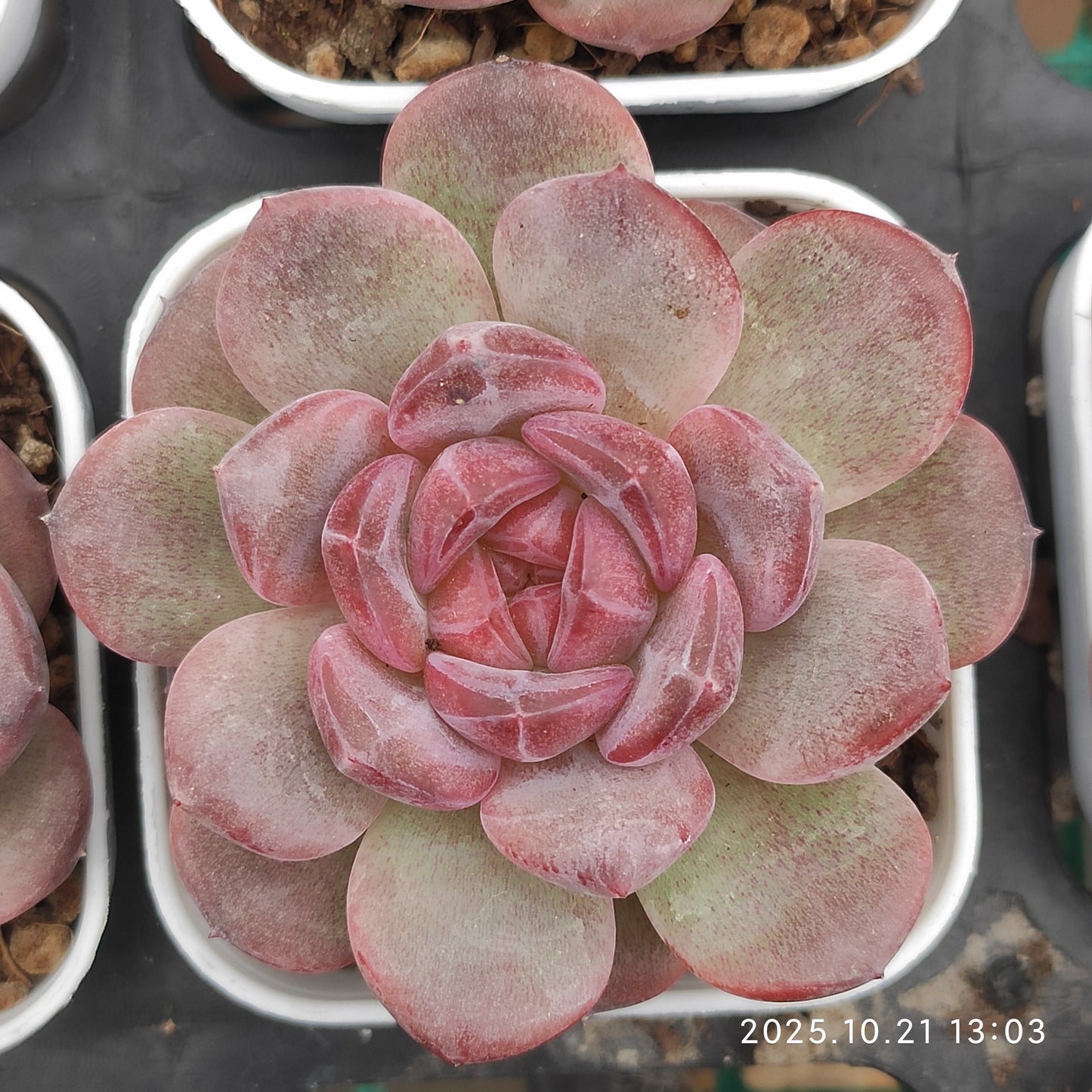 13733 Echeveria Snow Hibiscus (5.5cm pot size)