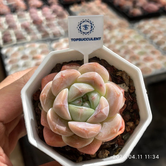 361396 Echeveria Thick Monroe (7cm pot size)