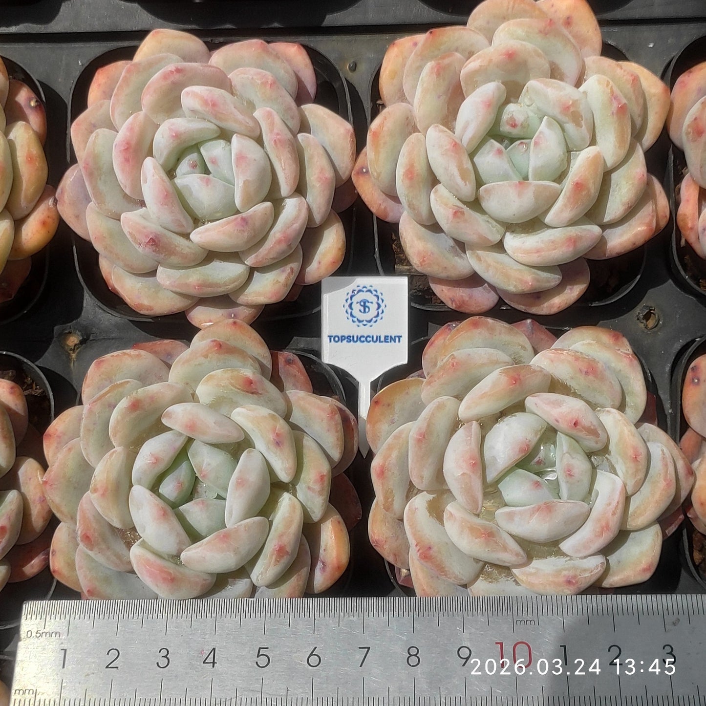 80514 Echeveria Orange Monroe (6.5cm pot size)