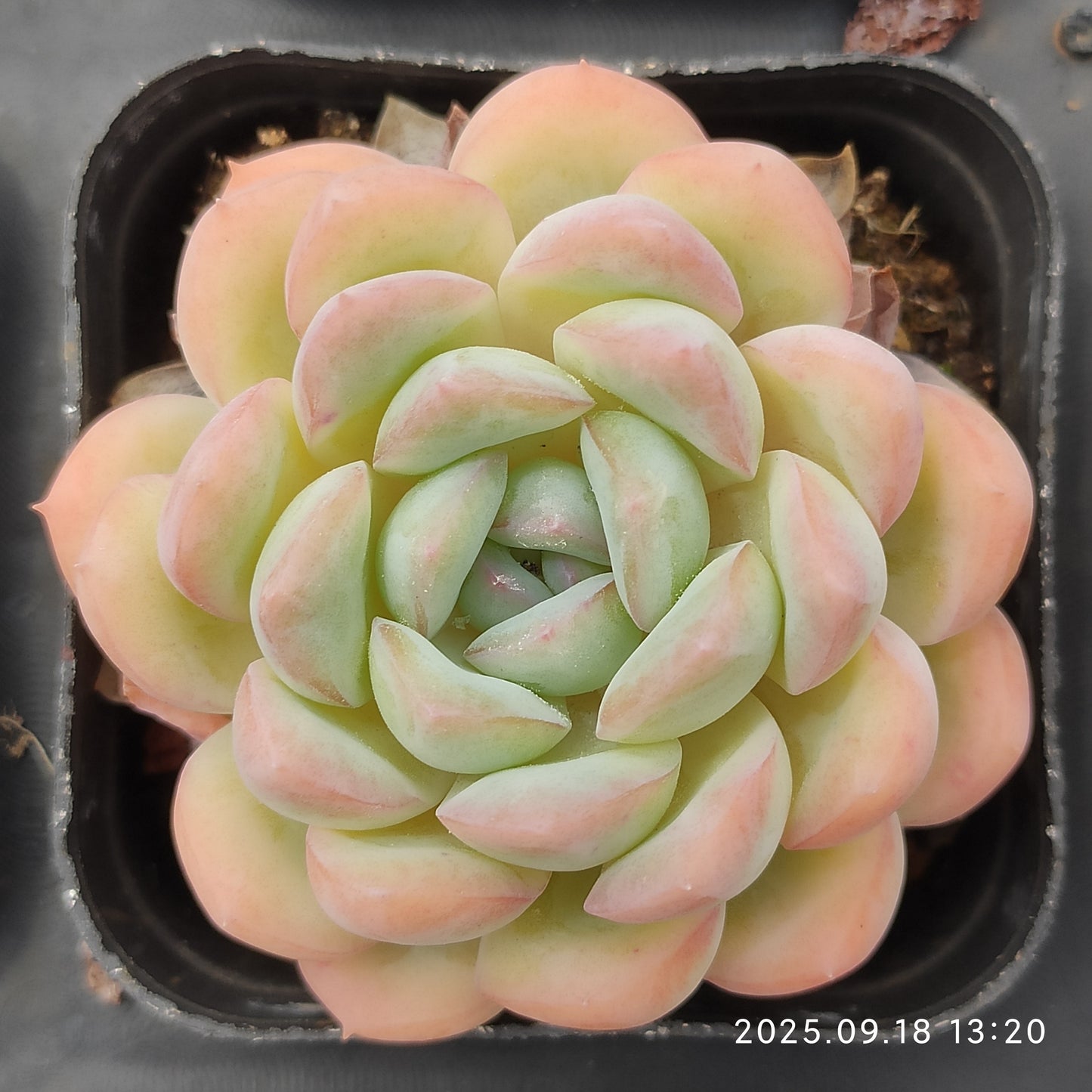 LMM351 Echeveria Narcissus(6.5cm pot size)
