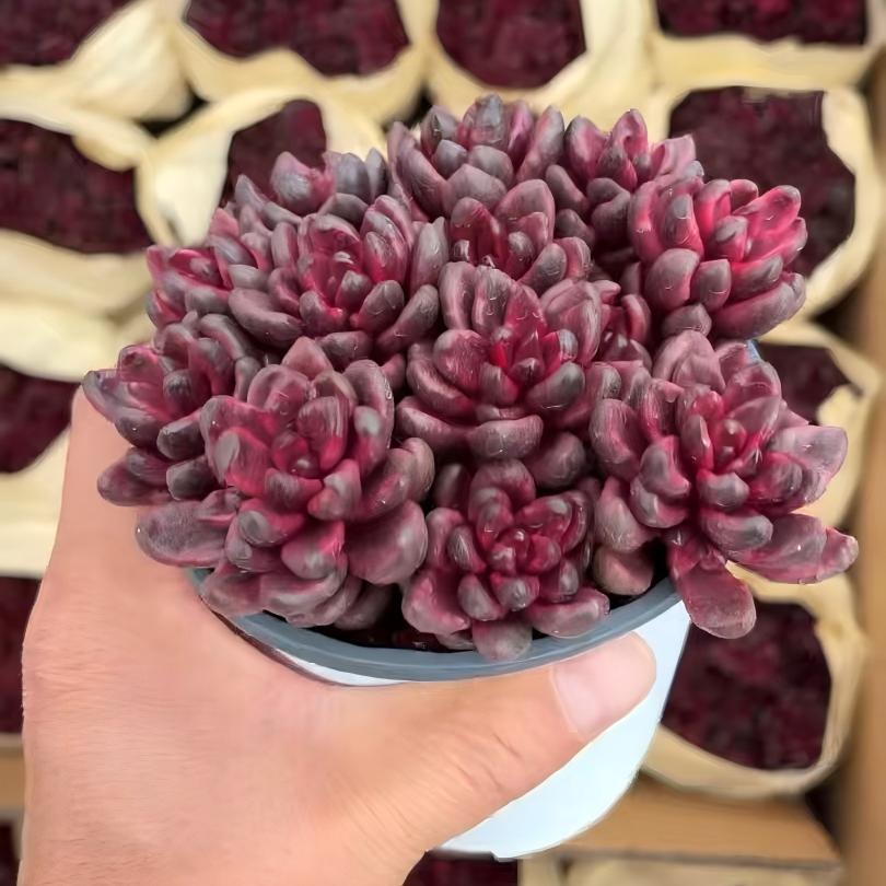 23406 Echeveria Furfuraceum Variegated (11cm pot size)