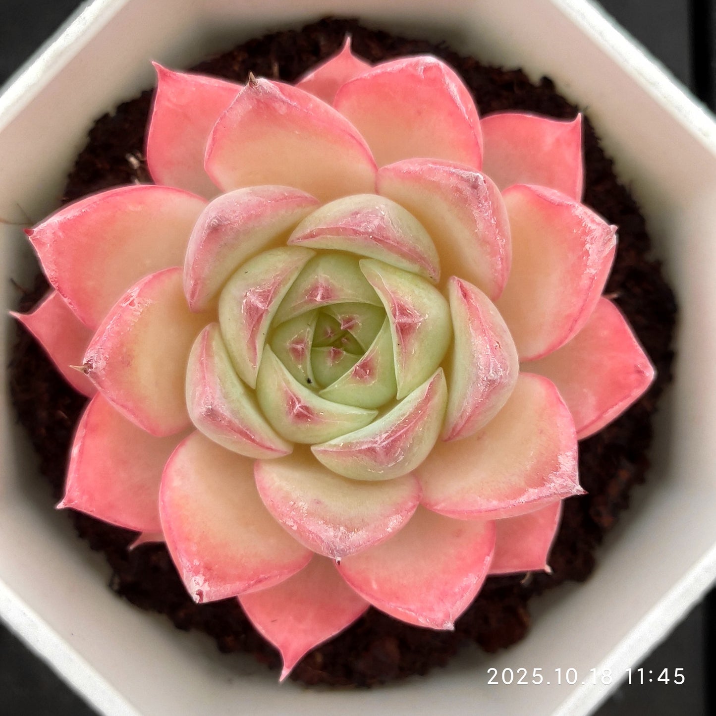 YBB027 Echeveria Pink Crystal Rose(7cm pot size)