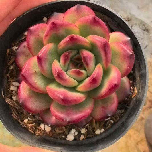 24270 Echeveria TM (9cm pot size)