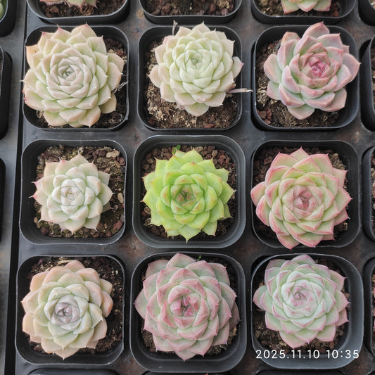 21106 Echeveria Hughmillus Hyb (6.5cm pot size)