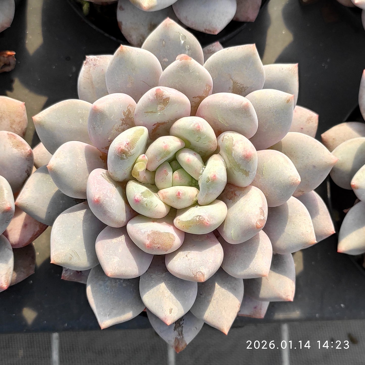 20853 Echeveria Half Summer (9cm pot size)