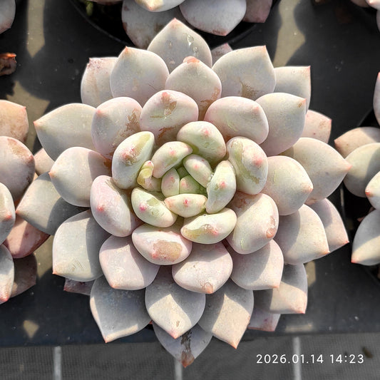 20853 Echeveria Half Summer (9cm pot size)