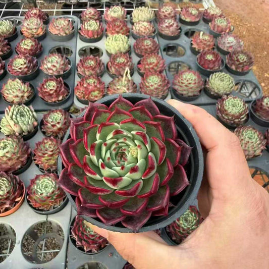 21409 Echeveria Black Night (9cm pot size)