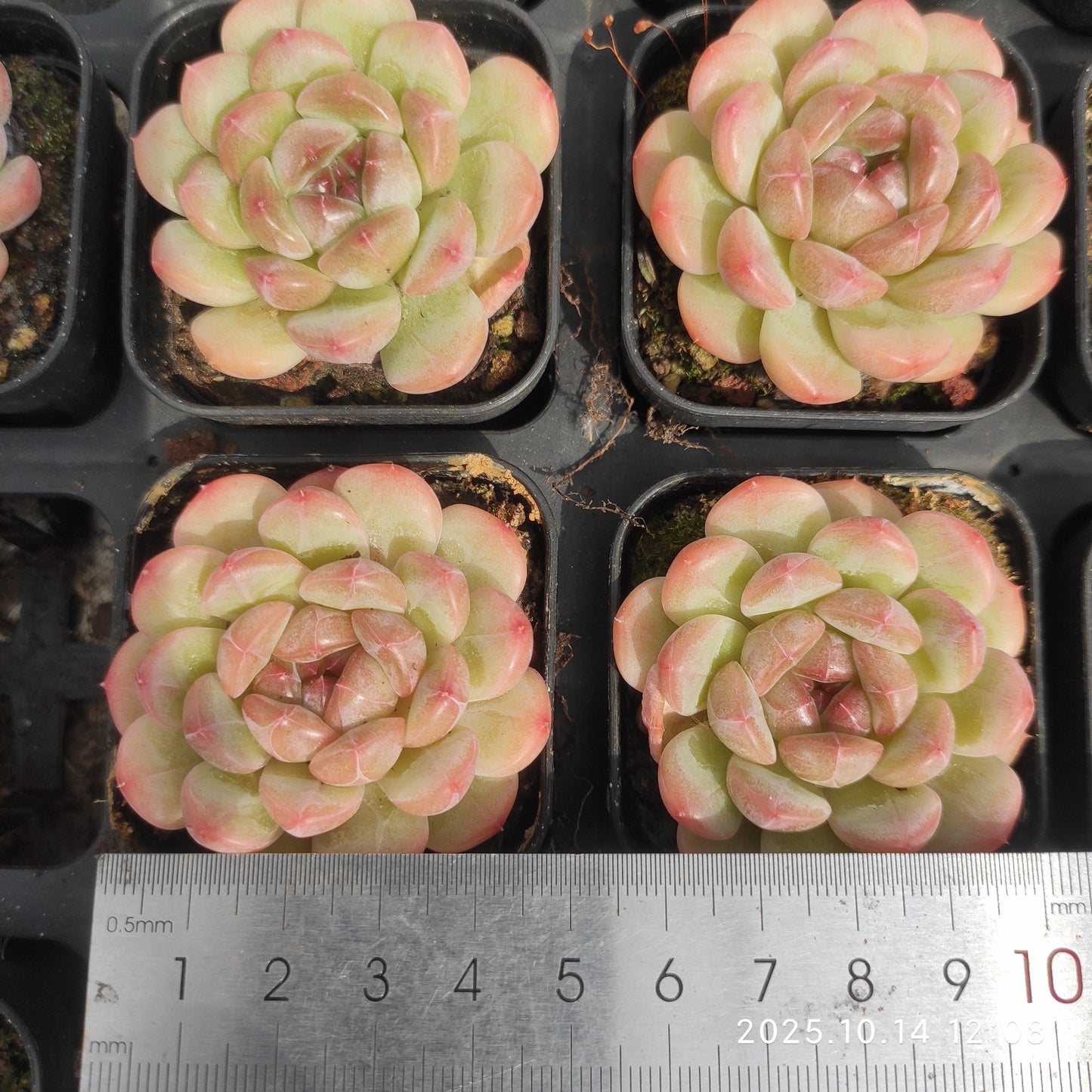 21530 Echeveria Monroe Little Red (5.5cm pot size)
