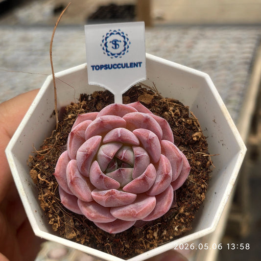 360128 Echeveria Rosy Mist (7cm pot size)