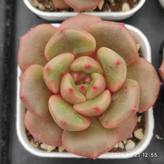 5852 Echeveria Bud (5.5cm pot size)