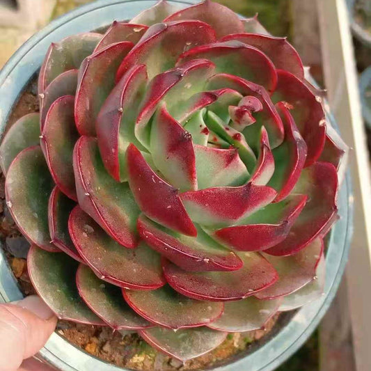 25794 Echeveria Treasure Map (16cm pot size)