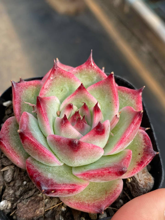 361740 Echeveria Monka (6.3cm pot size)