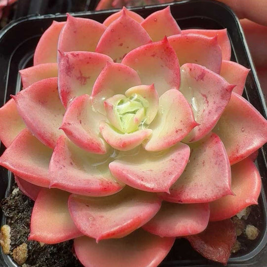360407 Echeveria Novel (7cm pot size)