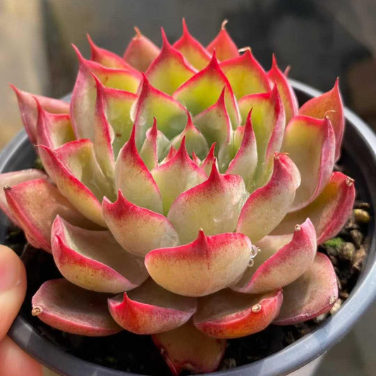 26297 Echeveria Crimson Sprite (9cm pot size)