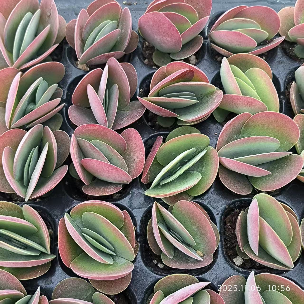 22039 Echeveria Kalanchoe Thyrsifolia (3cm pot size)