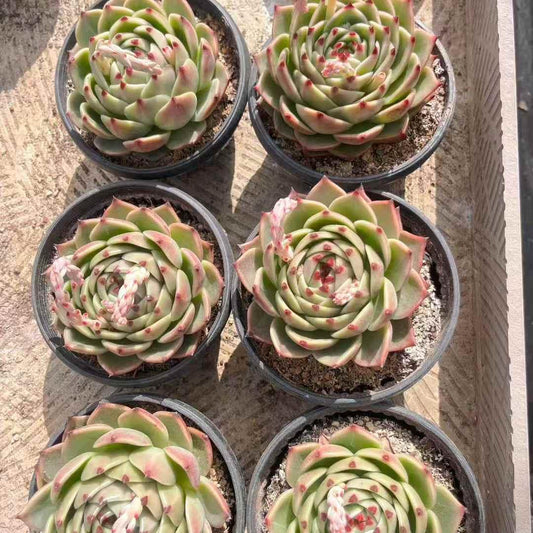 25176 Echeveria Blue Dragon (18cm pot size)