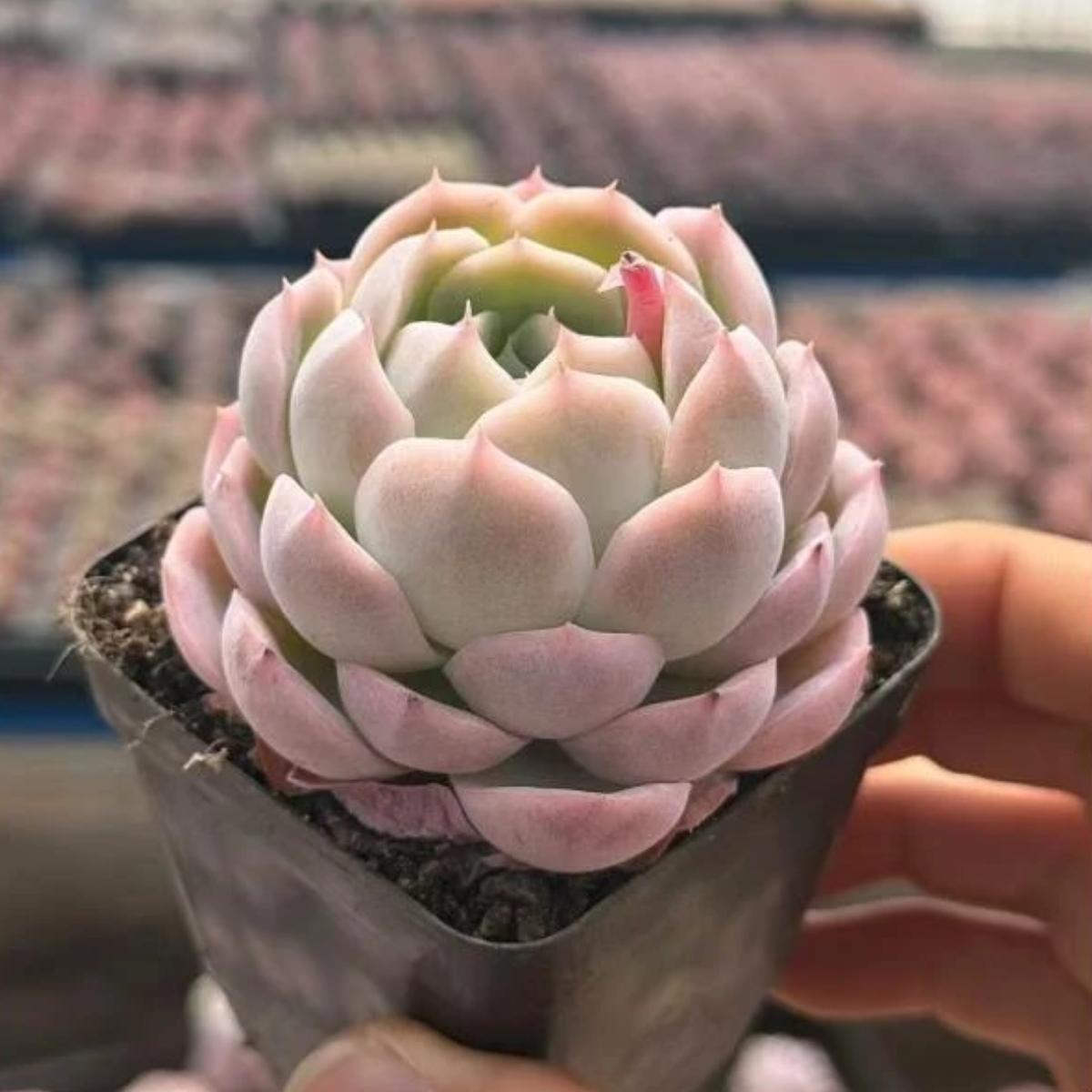 22626 Echeveria Witchcraft (5cm pot size)