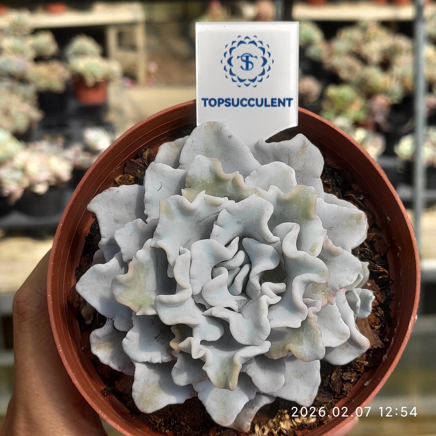 22850 Echeveria Crispate Beauty (11cm pot size)